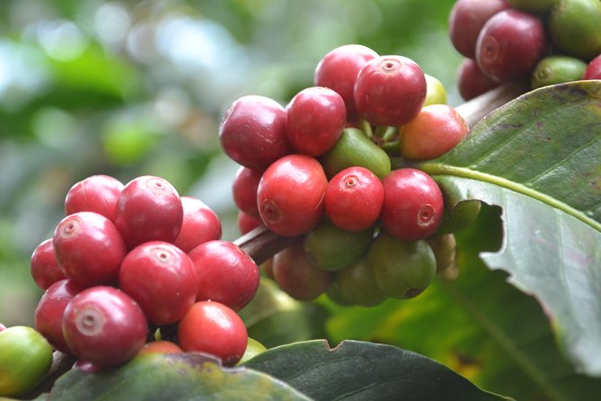 Coffee and Culture in Santa Rosa de Cabal - Key Highlights I’d Prioritize Before Booking