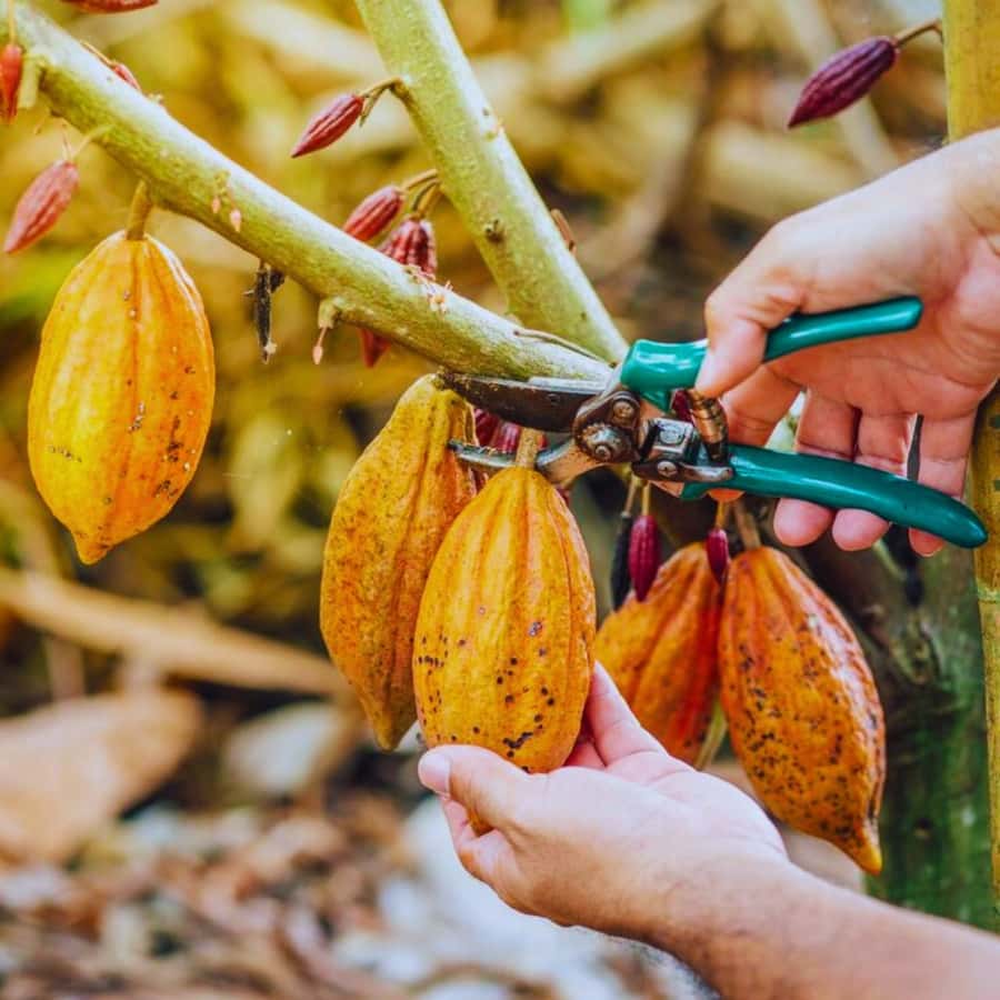 Coffee, Cocoa and Trekking Tour in Minca: Nature, Crops and Production - Key Highlights You’ll Feel Fast