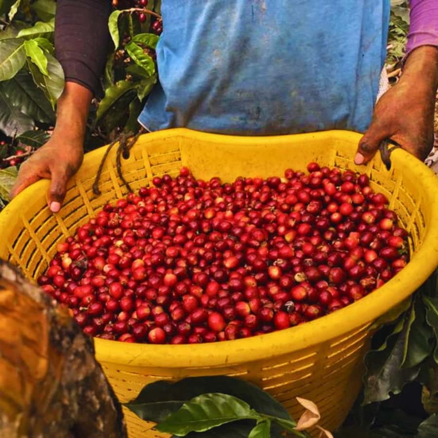 Coffee, Cocoa and Trekking Tour in Minca: Nature, Crops and Production - Parque de Minca Start, Then Off to Puente de Minca