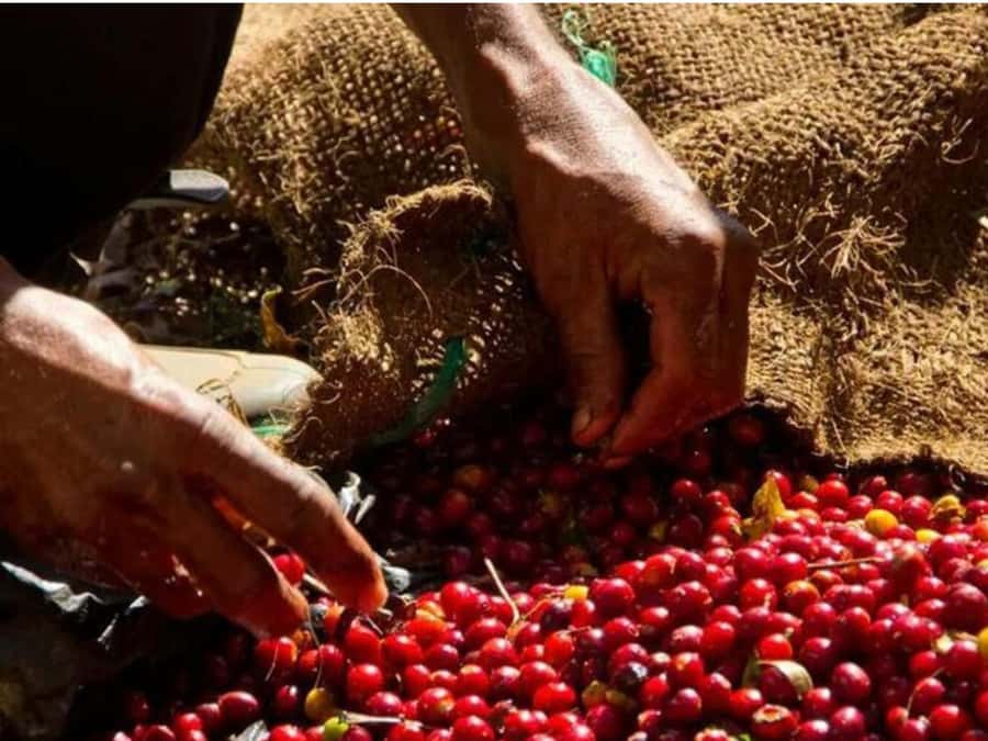 Coffee, Cocoa and Trekking Tour in Minca: Nature, Crops and Production - Finca San Rafael: Where the Coffee and Cocoa Story Gets Real