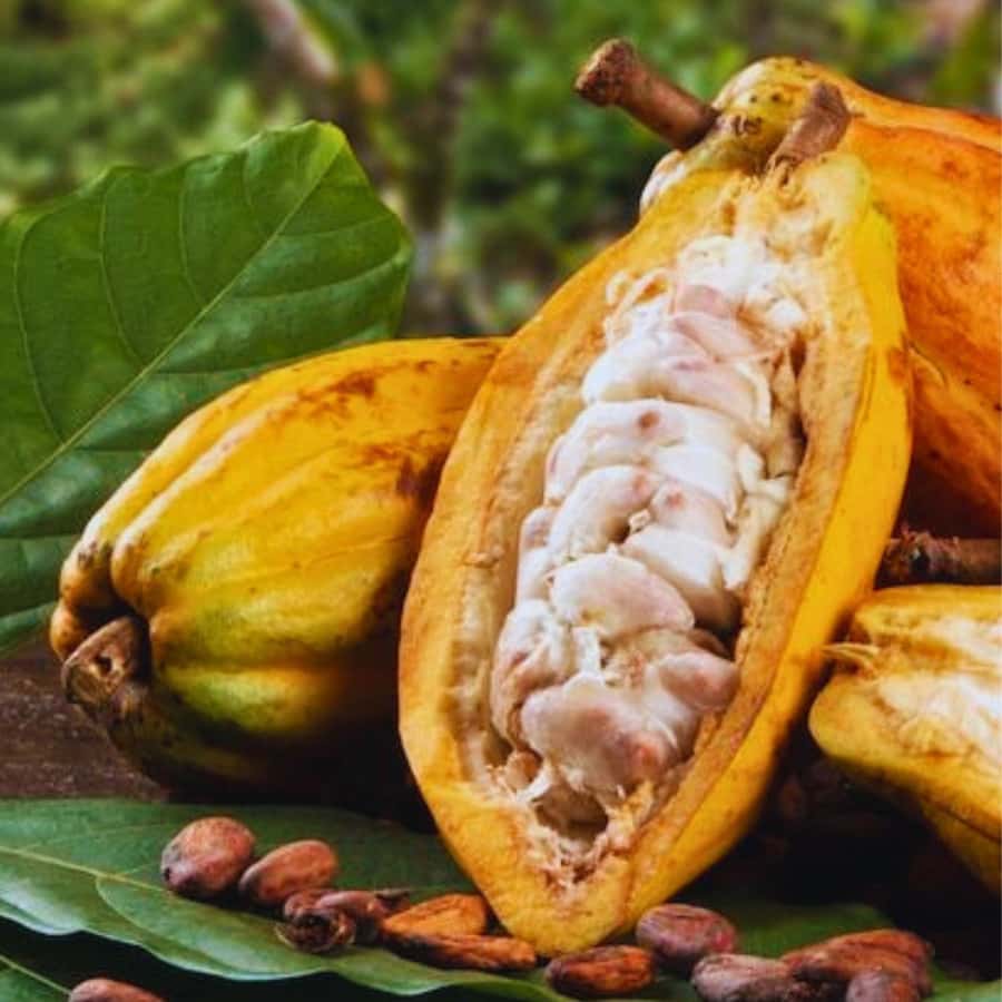 Coffee, Cocoa and Trekking Tour in Minca: Nature, Crops and Production - Tasting Organic Coffee and Handmade Cocoa Like a Pro