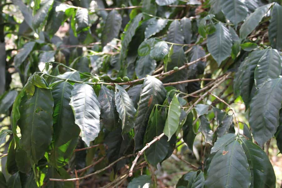 Coffee Experience: Hacienda Coloma Tour from Bogotá - Price and value: what $149 includes and when it is a smart buy