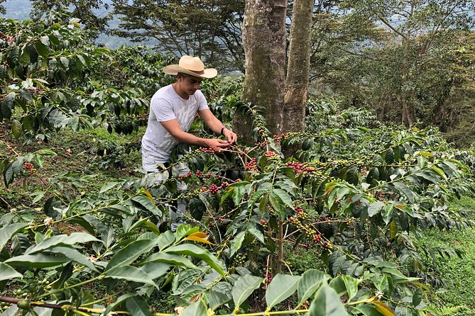 Coffee Farm and Salento Walking Tour - Coffee farm day at Luger, where bean work becomes a real job