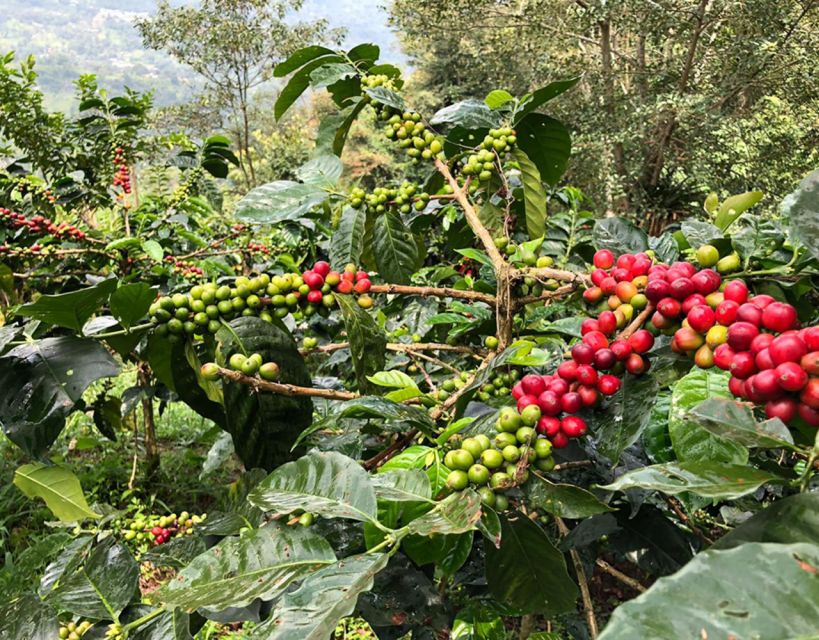 Coffee Farm and Salento Walking Tour - The Salento Walking Tour: A One-Hour Town Feel That Complements the Coffee Day
