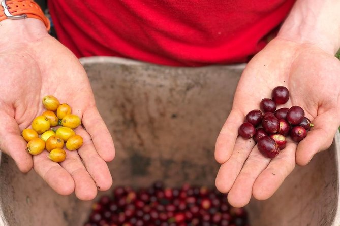 Coffee Farm and Salento Walking Tour - Getting There: Pickup Options From Salento, Pereira, Filandia, and Armenia