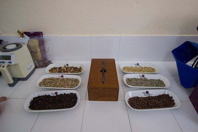 Coffee Farm Experience at Hacienda San Alberto from Salento - Stop 1: Buenavista plantation walk, where coffee plant science becomes real