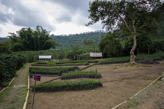 Coffee Farm Experience at Hacienda San Alberto from Salento - The tasting itself: turning a tour into a better cup back home