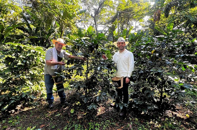 Coffee Farm Shared Tour from Salento - Transportation, timing, and the small-group feel