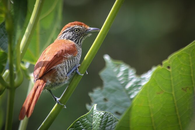 Coffee Lands Birdwatching (transport + guiding + lunch) - Key highlights worth marking in your plan