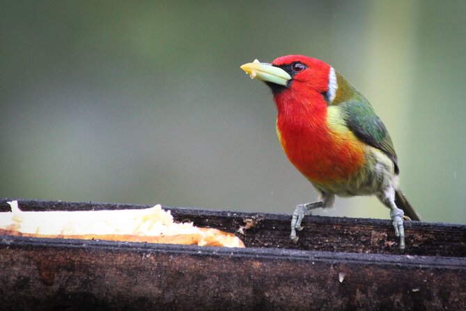 Coffee Lands Birdwatching (transport + guiding + lunch) - Timing, Walking Comfort, and Weather in a Bogotá Forest Reserve