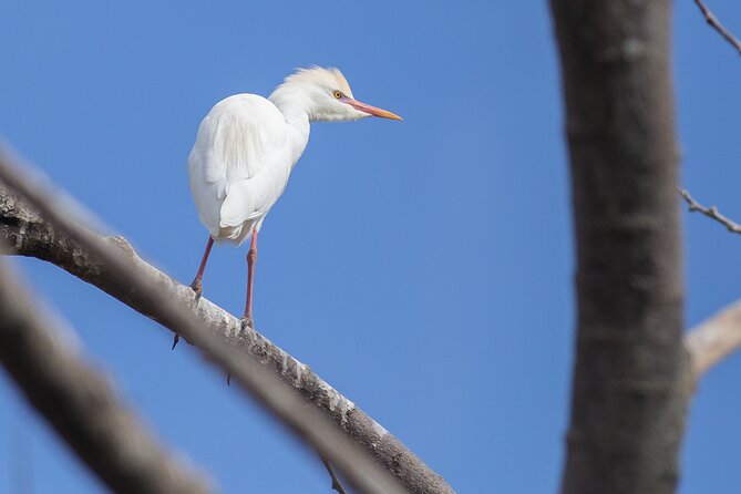 Coffee Lands Birdwatching (transport + guiding + lunch) - Lunch and the Small Logistics That Make or Break Your Day