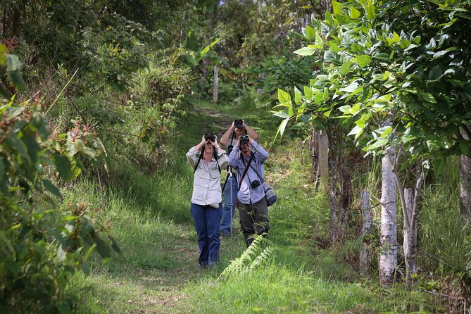 Coffee Lands Birdwatching (transport + guiding + lunch) - Which Birds You Might See, and How to Think About Target Species