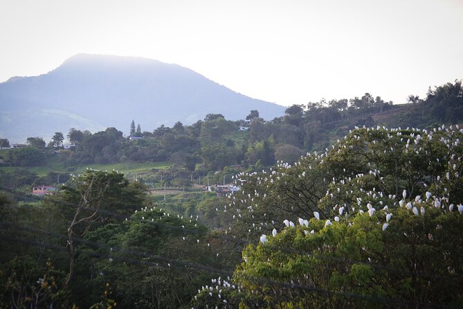 Coffee Lands Birdwatching (transport + guiding + lunch) - Who This Tour Fits Best (and Who Might Want Something Different)
