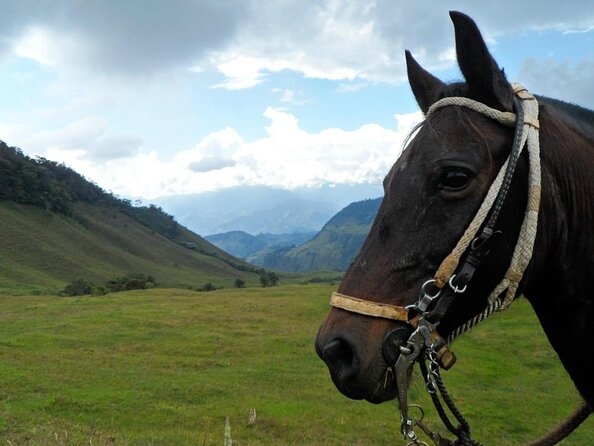 Coffee Plantation in Jardin and City sightseeing Tour - Key highlights you will feel fast