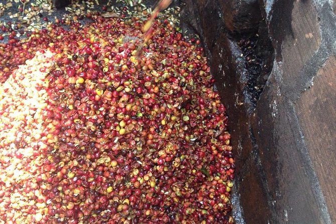 Coffee Plantation in Jardin and City sightseeing Tour - Coffee plantation learning: from pod to bean to roasting and organic methods