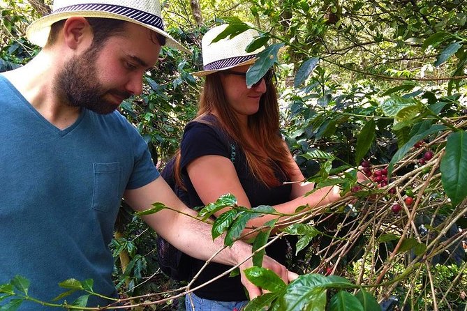 Coffee Plantation Tour From Bogota - Hacienda Coloma and the From First Step to Final Product Explanation