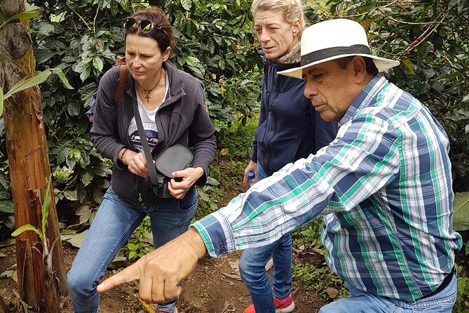 Coffee Region Andes Mountains: Coffee Tour, Pijao & Buenavista - The Day Plan: How the timing works and why it matters