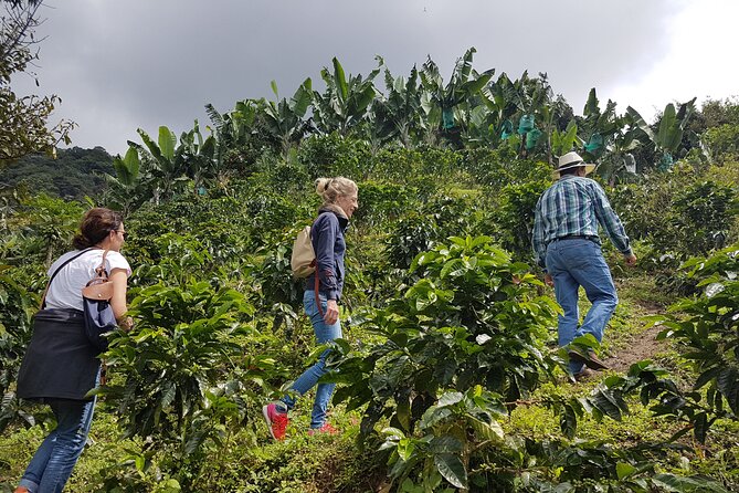 Coffee Region Andes Mountains: Coffee Tour, Pijao & Buenavista - Who this tour fits best, and who might want to plan differently