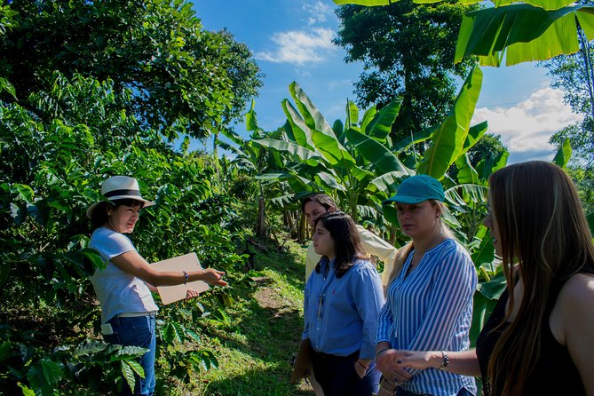 Coffee Tour. - Why Recua Coffee Tour Works So Well Near Salento