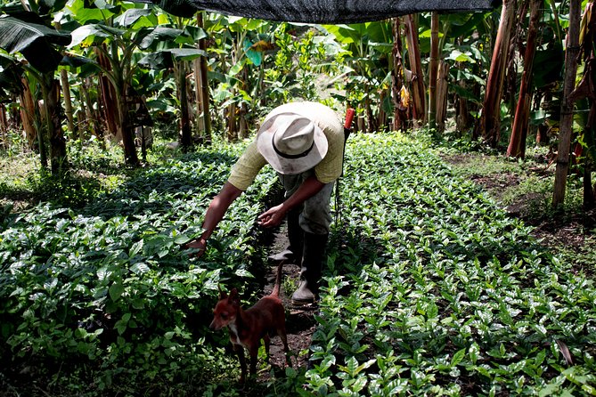 Coffee Tour. - Getting There at Finca Lusitania, and What the 3 Hours Feels Like
