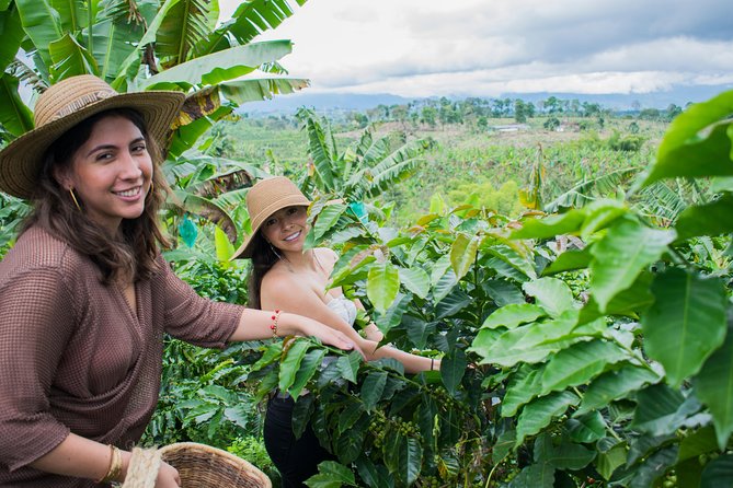 Coffee Tour. - Producing Special Coffee, From Plant to What You Finally Taste