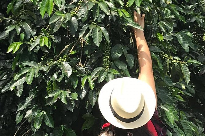 Coffee Tour - All inclusive - Medellín - Why This Medellín Coffee Tour Feels Like a Real Coffee Day