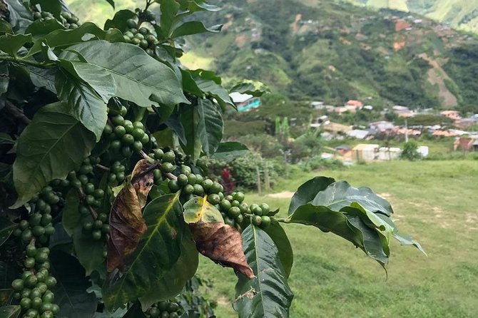 Coffee Tour - All inclusive - Medellín - San Jerónimo Coffee Farm: Seed to Cup in a Way You Can Explain