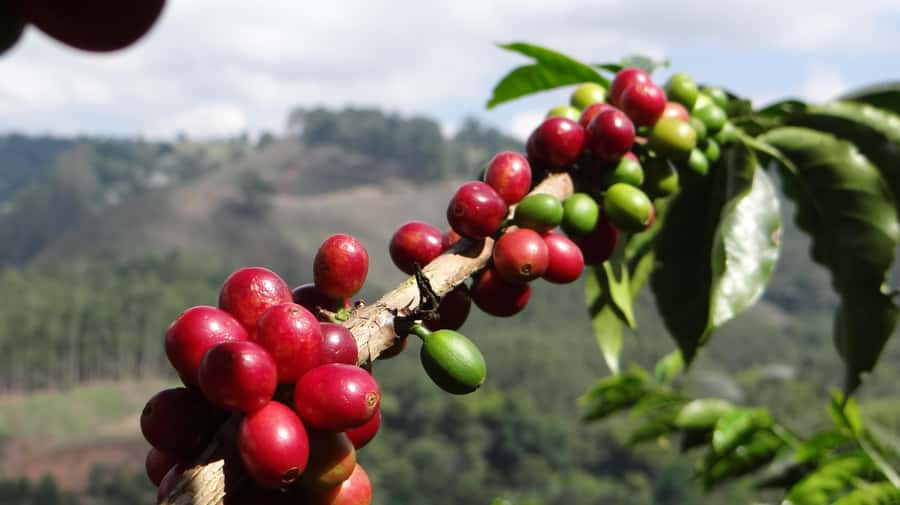 Coffee Tour at Finca El Ocaso Salento: Traditional Spanish Farm - Composting, Fertilization, and Sustainability You Can Explain