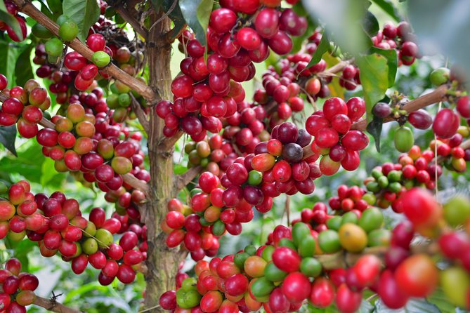 Coffee Tour at the Finca del Café - Seed to palate: what you learn walking through the farm