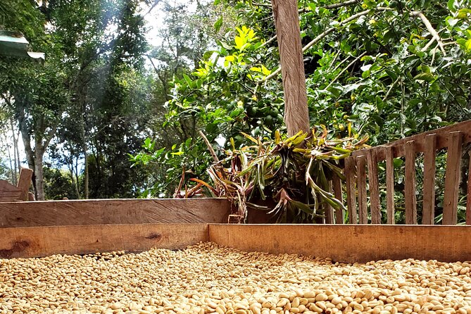 Coffee Tour from Coffee Growers to Your Cup - Key Points