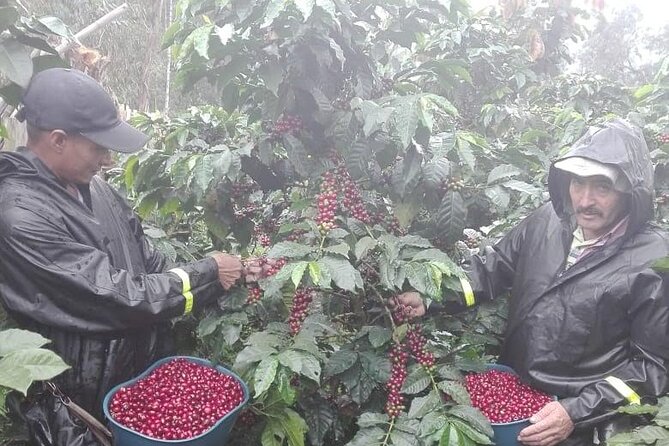 Coffee Tour from Coffee Growers to Your Cup - From Chapinero to Coffee Country: How the Morning Sets the Tone