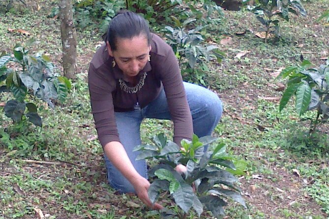 Coffee Tour from Coffee Growers to Your Cup - Sibaté Strawberry Break: Quick, Local, and Surprisingly Memorable