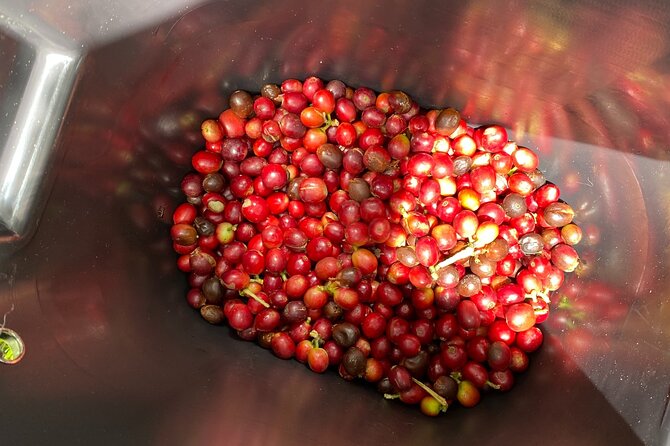 Coffee Tour from Coffee Growers to Your Cup - Food, Coffee, and the Down-to-Earth Rhythm of the Day