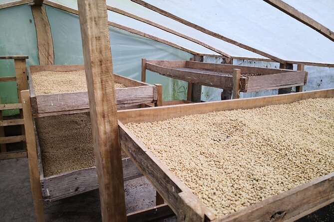 Coffee Tour from Coffee Growers to Your Cup - Price and Value: What You’re Paying For at $100