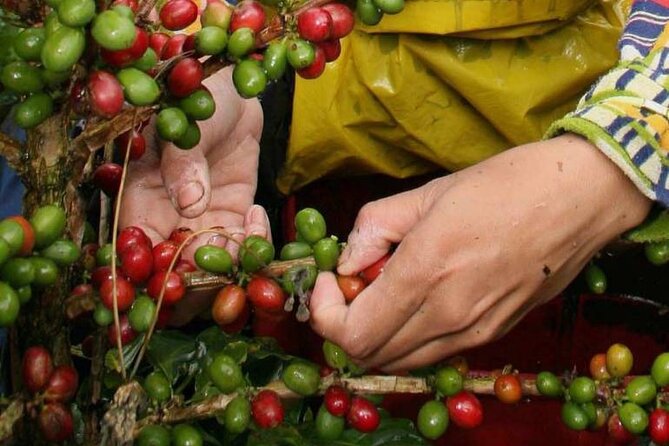 Coffee Tour from Coffee Growers to Your Cup - The Ride to Fusagasugá: Why the Long Transfer Works