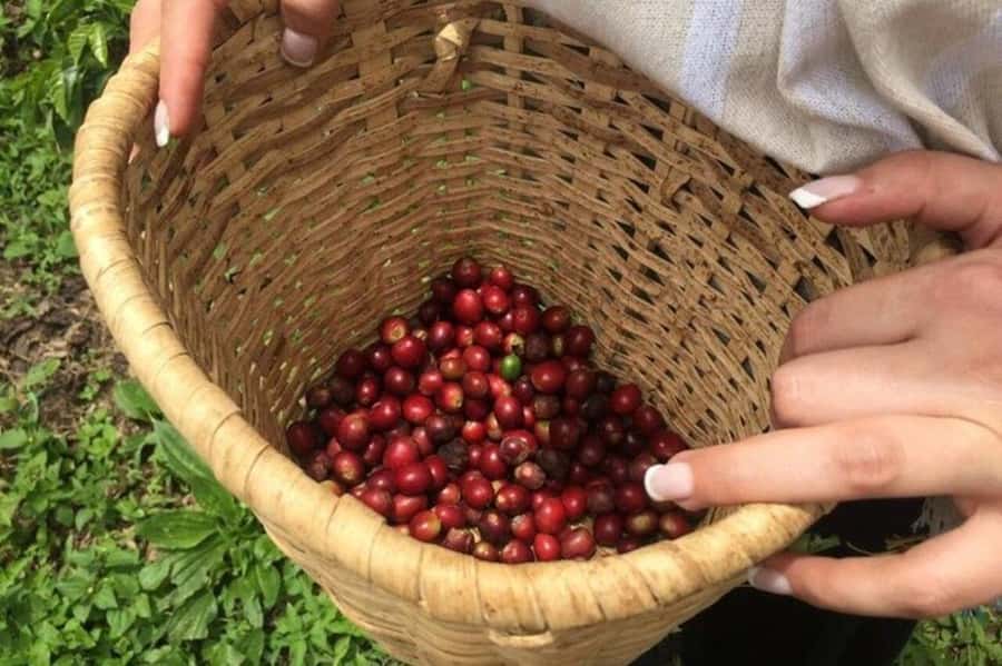 Coffee Tour from Medellin with Lunch and Coffee Tasting - The coffee process, from bean beginnings to your cup