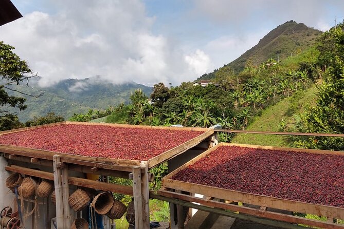 Coffee Tour in Medellin, Transportation, Snack and Lunch. - San Sebastián de Palmitas, coffee farming with a local outfit moment