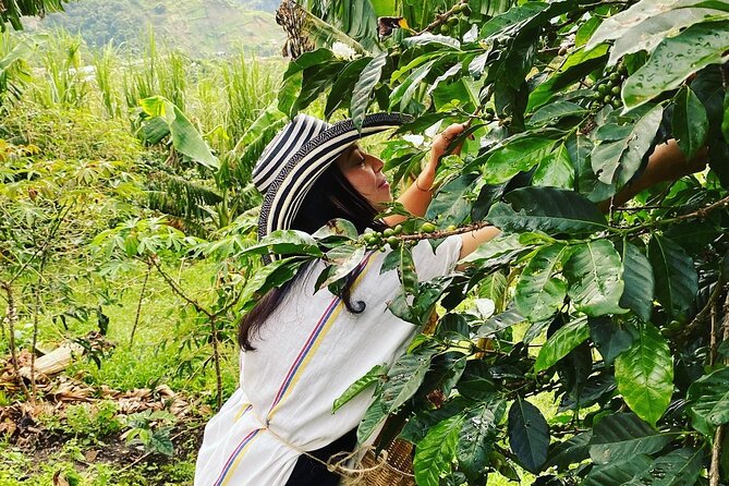 Coffee tour in Medellín with tastings and transportation - Pulping, Drying, Roasting, Grinding, Then Tasting Like a Barista