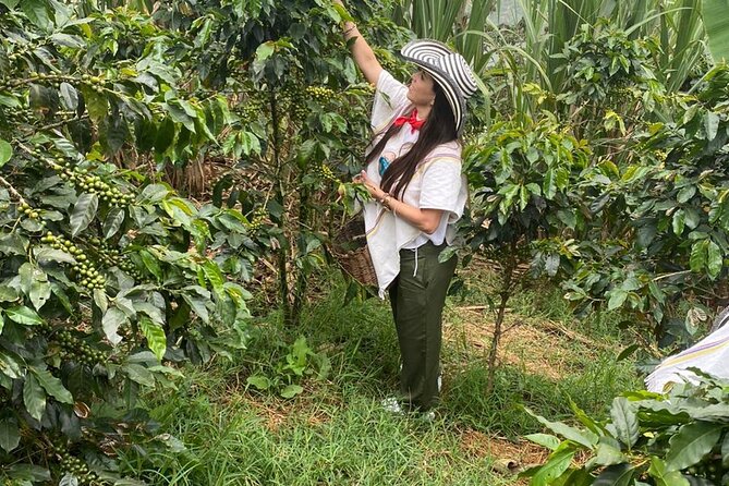 Coffee tour in Medellín with tastings and transportation - Coffee Harvesting and the Seedbed Lesson You Actually Remember