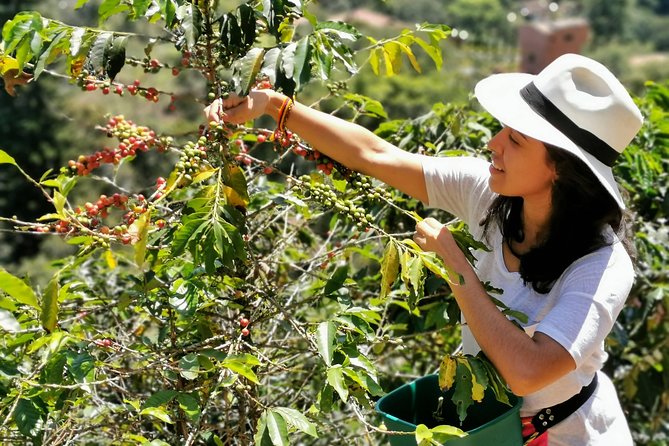 Coffee Tour in the Beautiful Jardin Town: Adventure in the Andes - The Medellín drive: private vehicle comfort and the big-picture views
