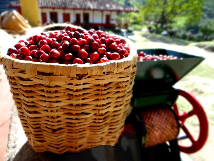 Coffee Tour Salento-Ocaso Farm- English Tour - What to bring, what to skip, and how to stay comfortable