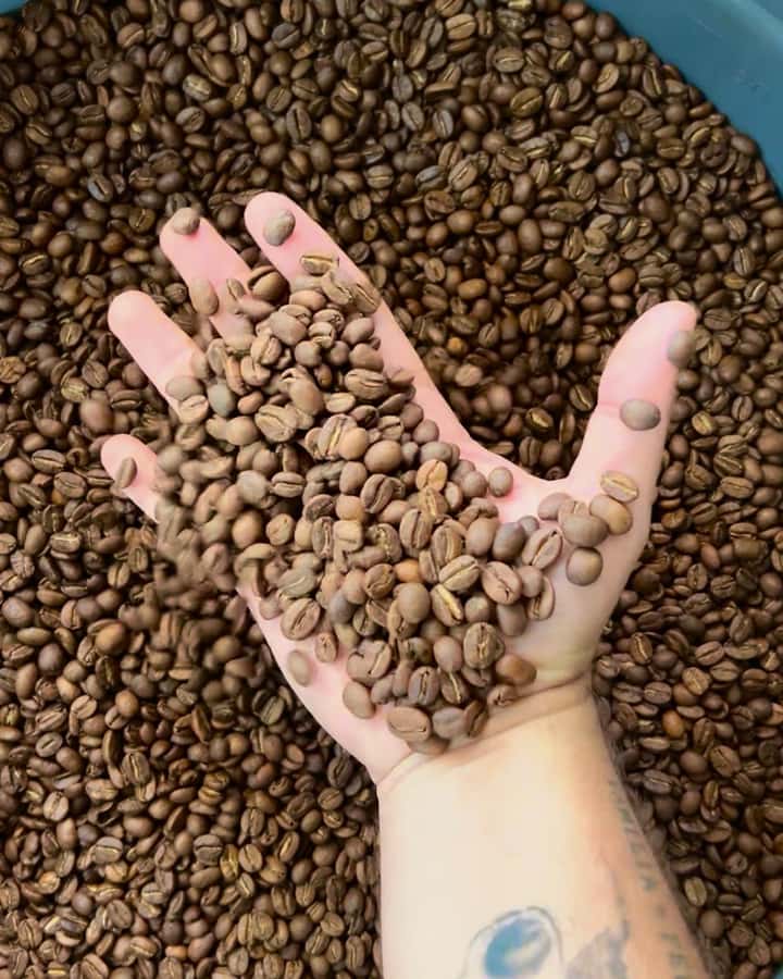 Coffee Tour Salento-Ocaso Farm- English Tour - Price, timing, and the 4 km trip from Salento