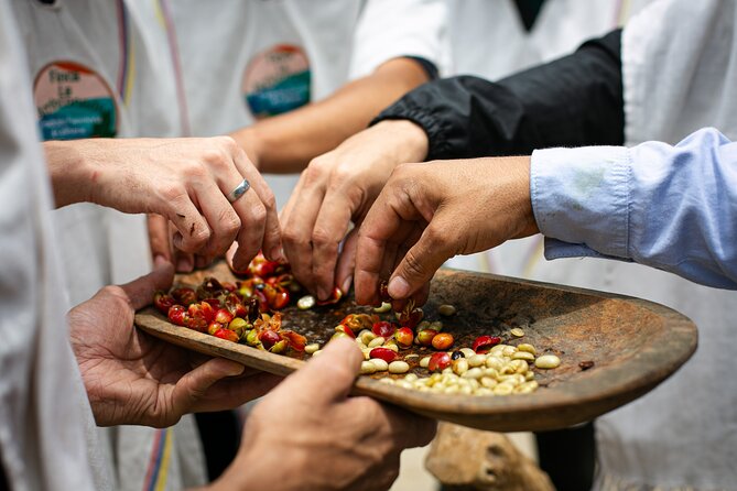 Coffee Tour with arrival on horseback and sugar cane processing - LA 9 Mall GastroTurístico: the meeting point that keeps mornings easy