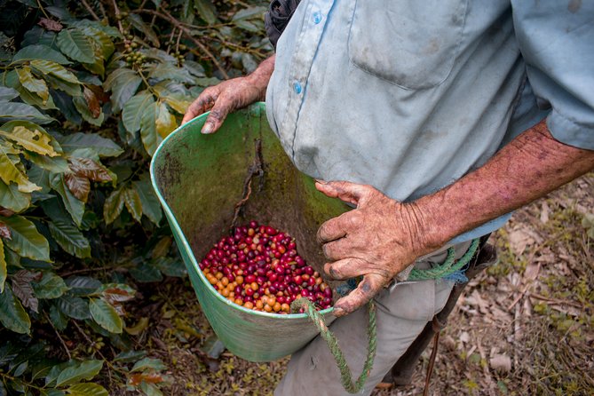 Coffee Tour - The 9:00 AM Start and Pickup That Protects Your Morning