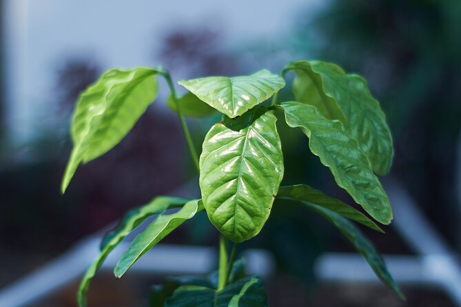 Colombian Coffee Sensory Immersion: From the Seed to the Cup. - Key Things to Know Before You Go