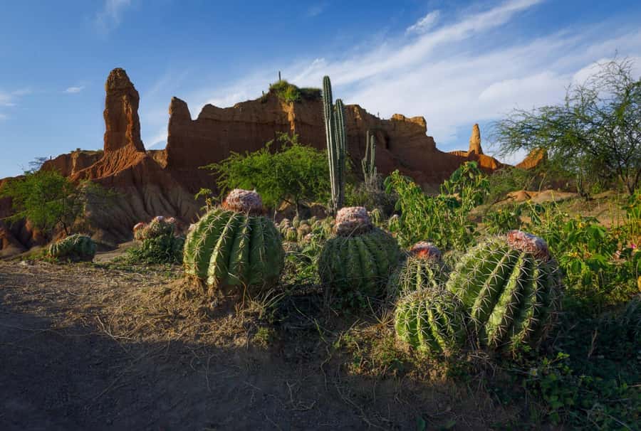 Community and Biodiversity Tour of the Tatacoa Neiva Desert - Valle de los Xilópalos: rock formations, fossils, and community connection