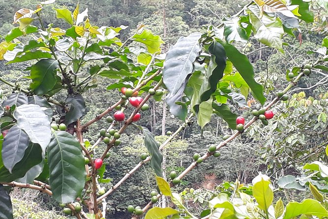 Discover Minca - Pickup and Timing: What Your Morning Looks Like