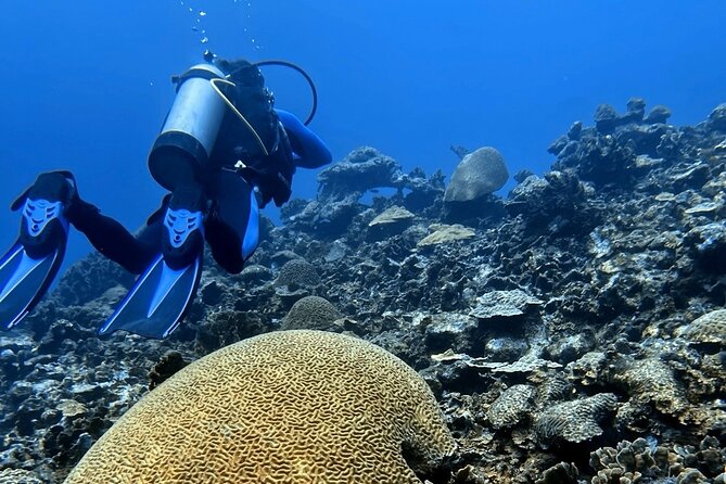 Diving Experience in Cartagena with all Incluided - Who should book this Cartagena water and food day