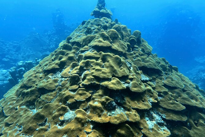 Diving Experience in Cartagena with all Incluided - Open Water rules, waivers, and your certification photo