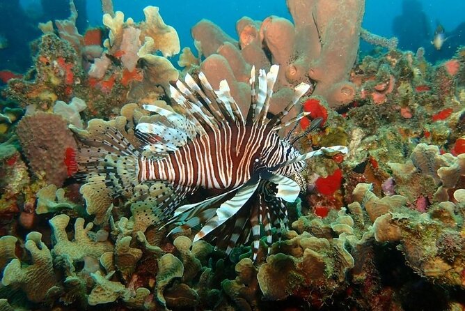 Diving in Playa Blanca Barú with Lunch - Cartagena Colombia - Playa Blanca Barú swim and beach time: the part you actually remember